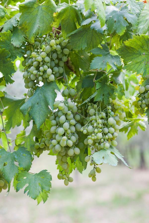 Villa Attilio Balsorano Vecchio Ngoại thất bức ảnh